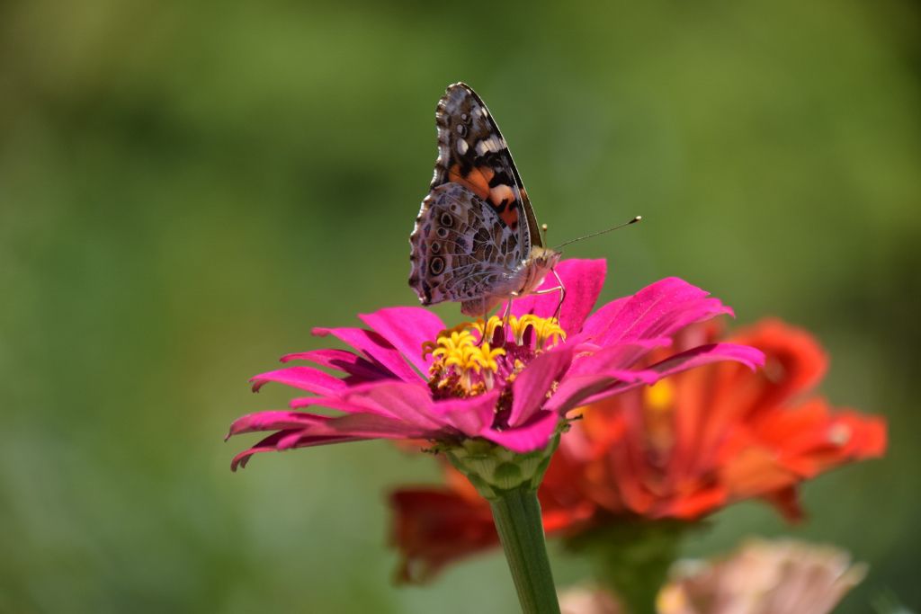 marthas pk and bflies2019 010 (1024x683).jpg